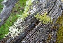 Wolfsflechte, Foto 16