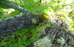Wolfsflechte, Foto 18
