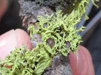 Wolfsflechte, Foto 8