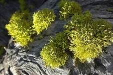Wolfsflechte, Foto 10