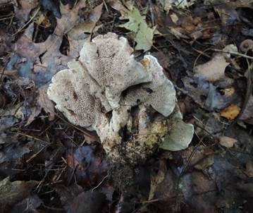 Wolliger Korkstacheling, Foto 5
