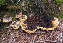 Wolliger Korkstacheling, Foto 10