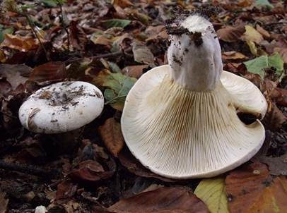Wolliger Milchling, Foto 2