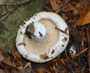 Wolliger Milchling, Foto 14
