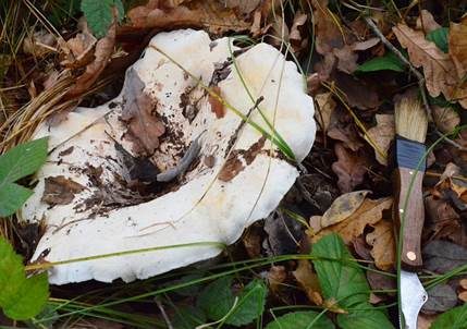 Wolliger Milchling, Foto 4