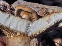 Wolliger Milchling, Foto 23