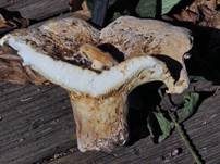 Wolliger Milchling, Foto 25