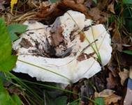 Wolliger Milchling, Foto 11