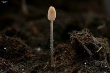 Wolliger Dungtintling, Foto 5