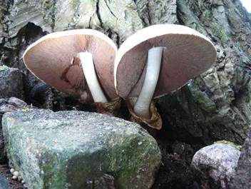 Wolliger Scheidling, Foto 2