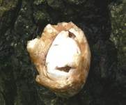 Wolliger Scheidling, Foto 15