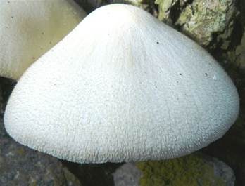 Wolliger Scheidling, Foto 4