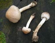 Wolligfädiger Risspilz, Foto 5