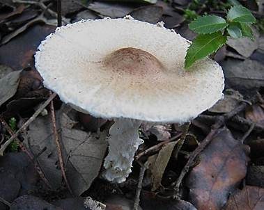 Wolliggestiefelter Schirmling, Foto 3