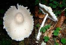 Wolliggestiefelter Schirmling, Foto 13