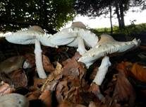 Wolliggestiefelter Schirmling, Foto 22