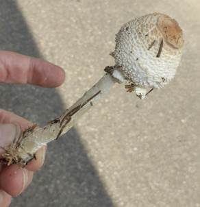 Wolliggestiefelter Schirmling, Foto 6