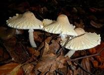 Wolliggestiefelter Schirmling, Foto 7