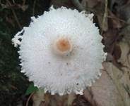 Wolliggestiefelter Schirmling, Foto 8