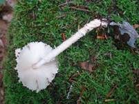 Wolliggestiefelter Schirmling, Foto 10