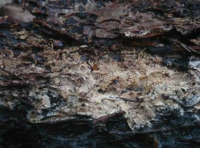 Abgerundeter Stachelsporling, Foto 2