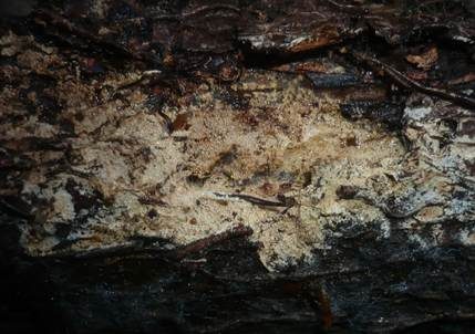 Abgerundeter Stachelsporling, Foto 3