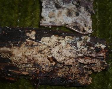 Abgerundeter Stachelsporling, Foto 5