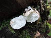 Brauner Holzstäubling, Foto 6