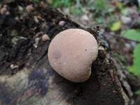 Brauner Holzstäubling, Foto 8