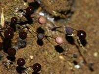 Wollkugelschleimpilz, Foto 39