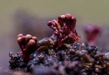 Wollschopf, Foto 30