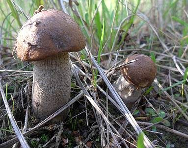 Wollstieliger Raufußröhrling, Foto 2