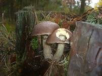 Wollstieliger Raufußröhrling, Foto 6