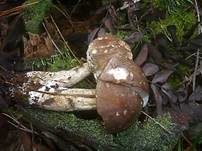 Wollstieliger Raufußröhrling, Foto 9