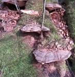 Wulstiger Lackporling, Foto 8