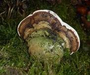 Wulstiger Lackporling, Foto 9