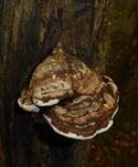 Wulstiger Lackporling, Foto 11