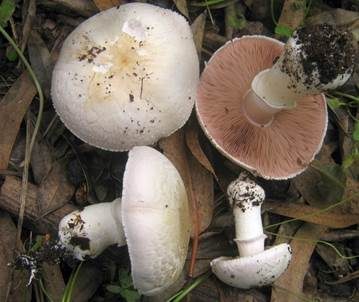 Wurzelchampignon, Foto 2