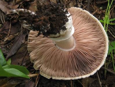 Wurzelchampignon, Foto 3
