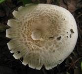 Wurzelchampignon, Foto 4