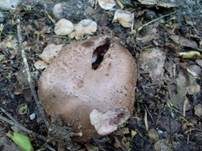 Wurzelchampignon, Foto 5