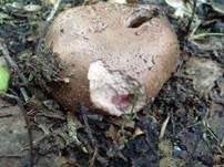 Wurzelchampignon, Foto 6