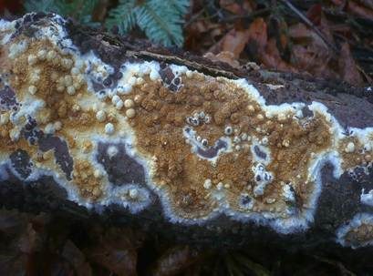 Brauner Kellerschwamm, Foto 3