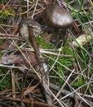 Wurzelgraublatt, Foto 7