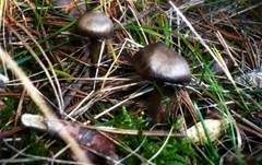 Wurzelgraublatt, Foto 8