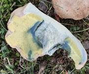 Wurzelnder Bitterröhrling, Foto 28