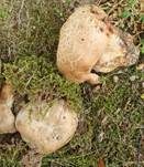 Wurzelnder Bitterröhrling, Foto 30