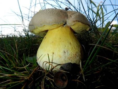 Wurzelnder Bitterröhrling, Foto 5