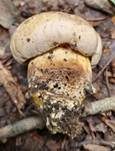 Wurzelnder Bitterröhrling, Foto 34