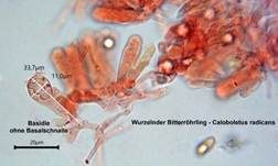 Wurzelnder Bitterröhrling, Foto 37